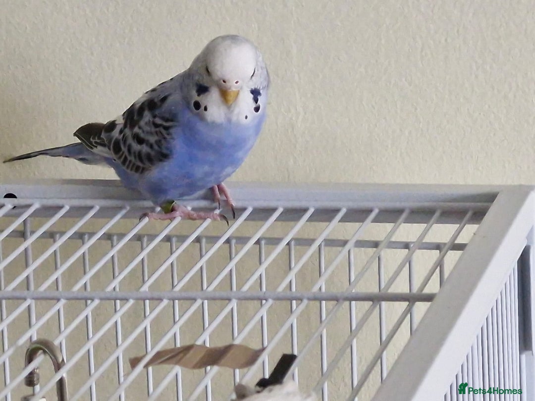 Budgerigars birds for sale: Violet Opaline Budgie - Image 6