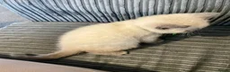 British Shorthair cats for sale: 💙 GCCF Blue Colourpoint BSH Kittens - Advert 16