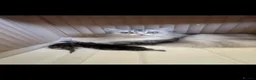 Persian cats for sale: 2 beautiful Persian kittens in Blackwood - Advert 5