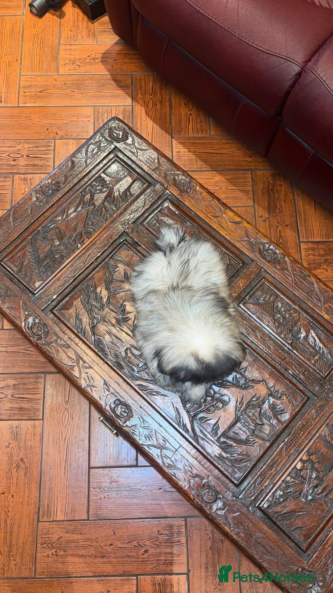 Pekingese dogs for sale: Stunning Pekingese puppies  - Advert 8