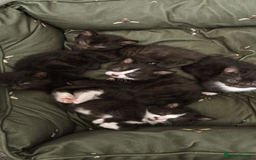 Domestic Shorthair cats for sale: 6 black and white Semi-Domestic kittens - Image 3