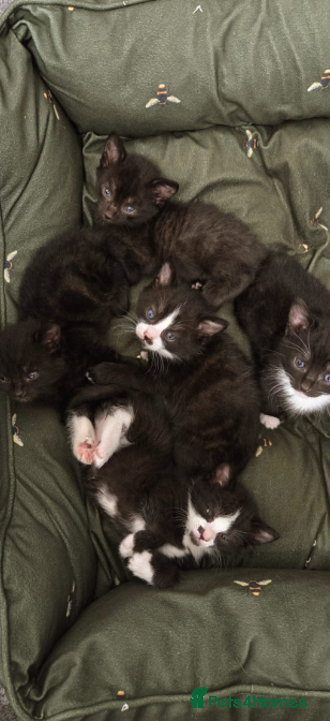 Domestic Shorthair cats for sale: 6 black and white Semi-Domestic kittens - Image 3