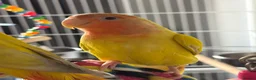 Lovebirds birds for sale: Hand-reared lovebird - Advert 4