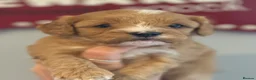 Cavapoo dogs for sale: Stunning F1 Red Cavapoo Girls  - Advert 5