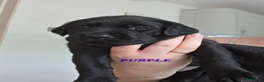 Labrador Retriever purple