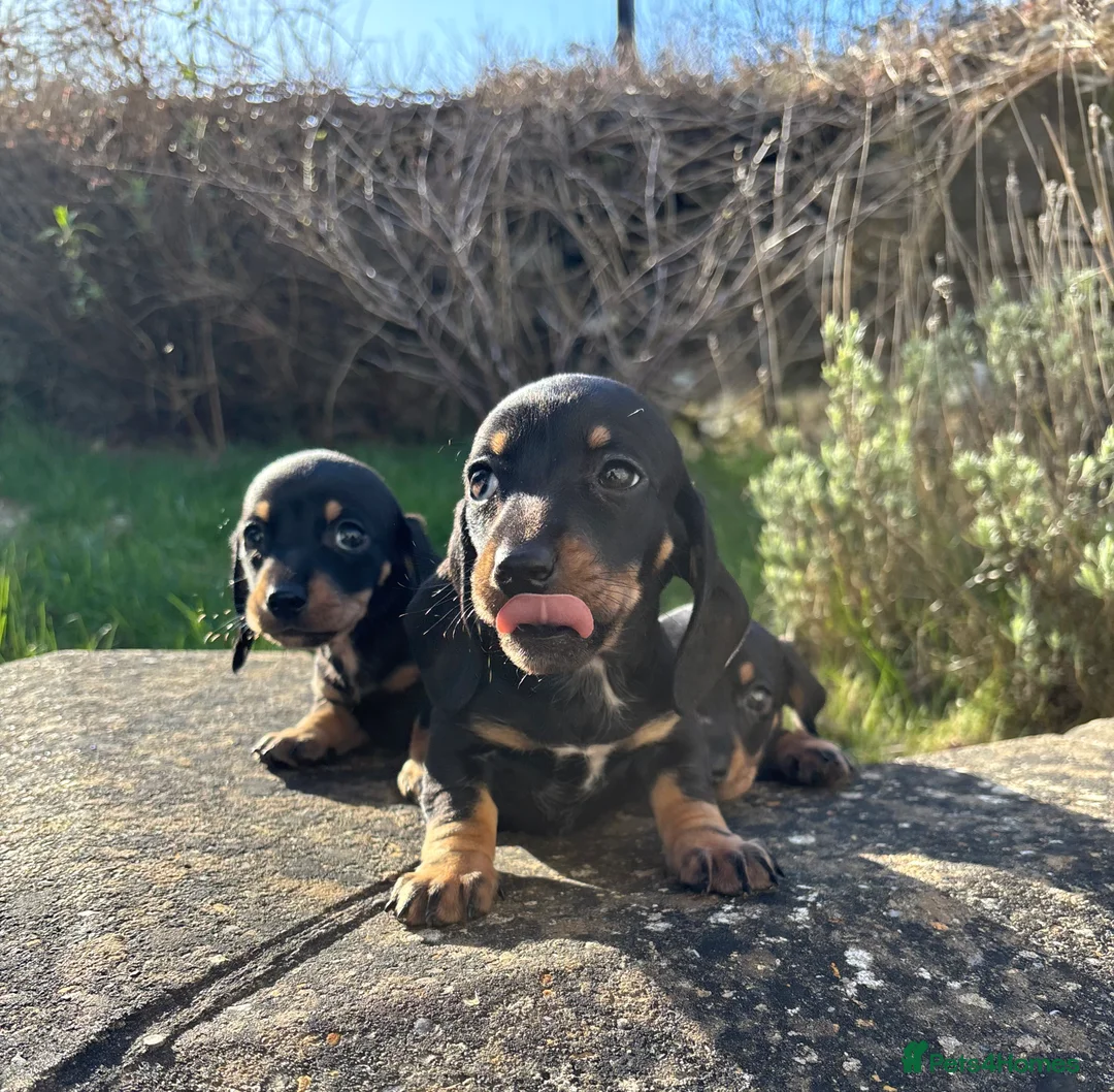 Miniature Dachshund dogs for sale: Last Three Miniature Dachshund Puppies - Advert 1