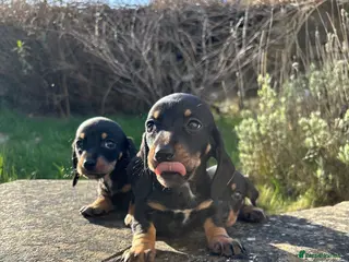 Miniature Dachshund dogs Last Three Miniature Dachshund Puppies - Advert 15