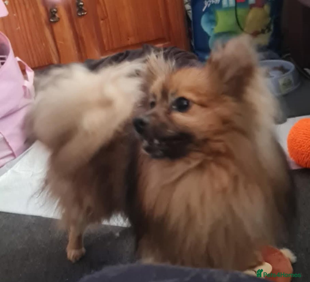 Pomeranian dogs for sale: Pedigree pomaranian  - Advert 2
