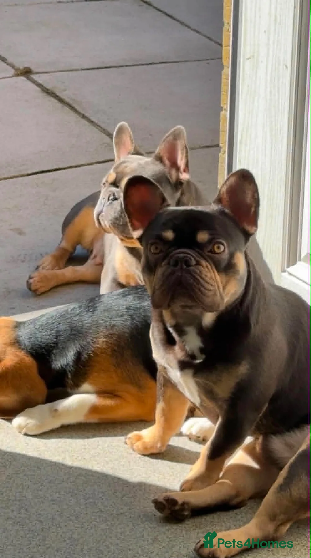 French Bulldog dogs for sale: Male frenchie  - Advert 2