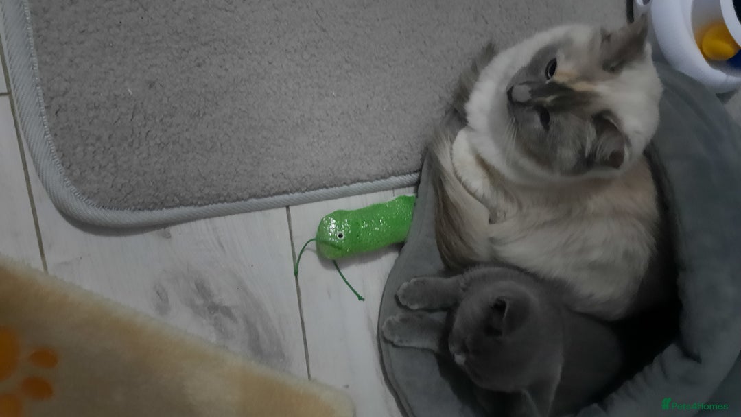 Ragdoll cats for sale: Tortie Ragdoll female  - Advert 2