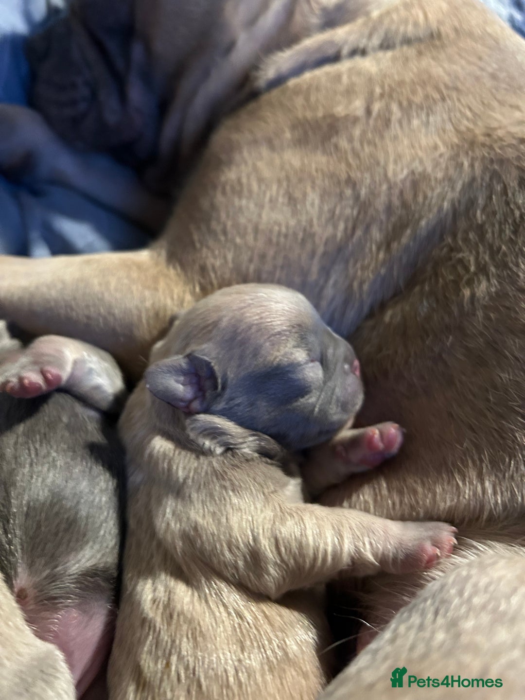 French Bulldog dogs for sale: Lilac French bulldog puppies  - Advert 4