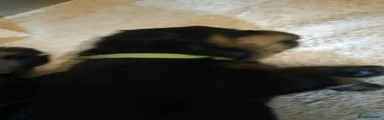 Rottweiler 4