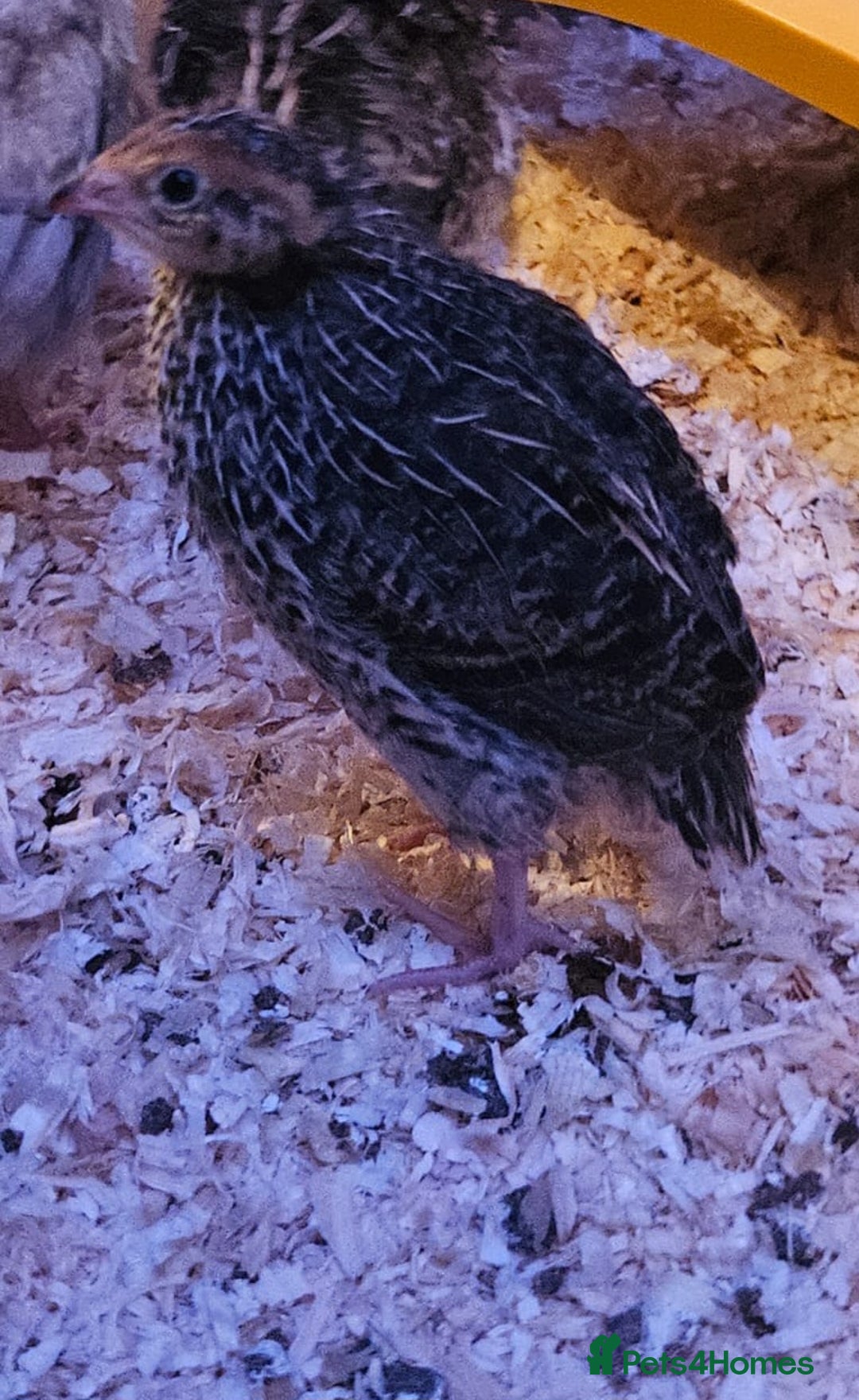 Quail poultry for sale: Beautiful coturnix quail chicks - Advert 13