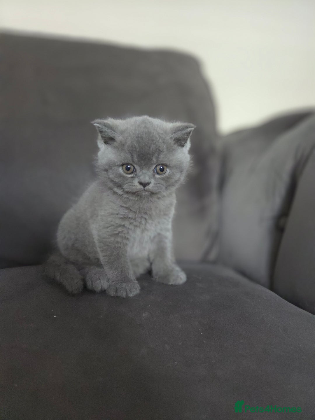 British Shorthair cats for sale: Gccf registered blue British shorthair boy left  - Advert 16