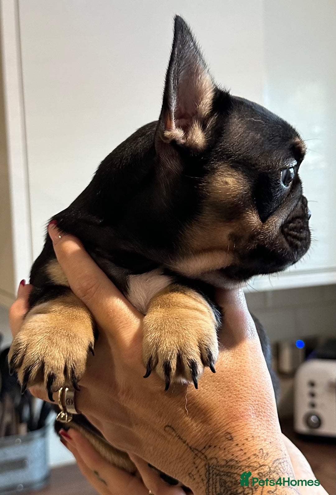 French Bulldog dogs for sale: Quality Frenchbull dogs - Image 2