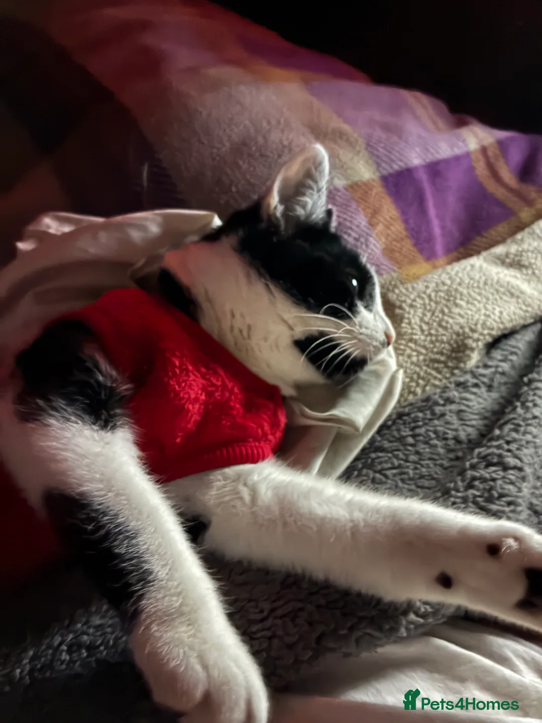 American Shorthair cats for sale: Beautiful Loving American Short Hair Cat - Advert 5