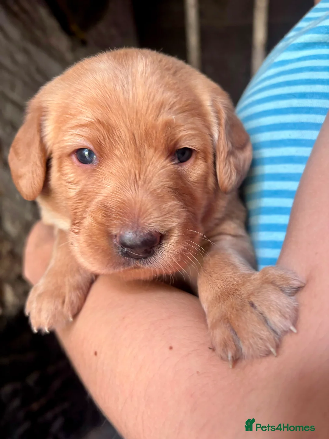 Australian Labradoodle dogs for sale: Australian Labradoodle Puppies - Advert 2