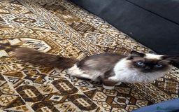 Ragdoll cats for sale: Ragdoll male unusual  - Image 5