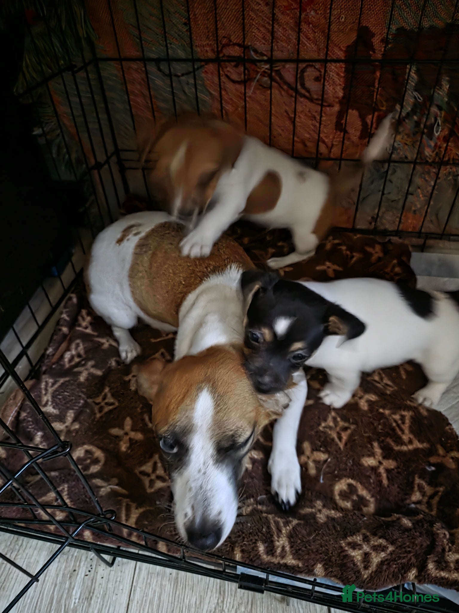 Jack Russell dogs Two beautiful boys  - Advert 1