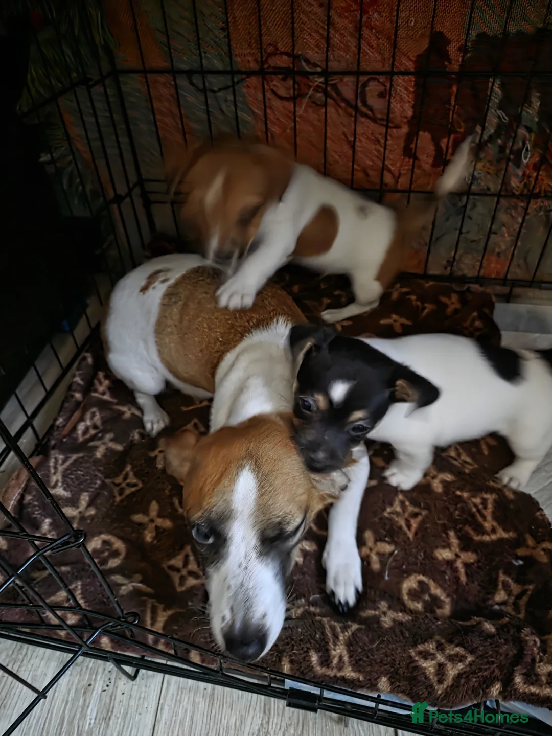 Jack Russell dogs for sale: Two beautiful boys  in Clitheroe - Advert 1