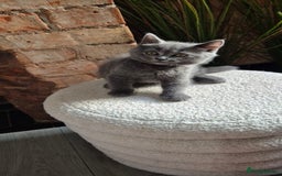 Scottish Fold cats for sale: Adorable Scottish Fold and Straight Kittens  - Image 11