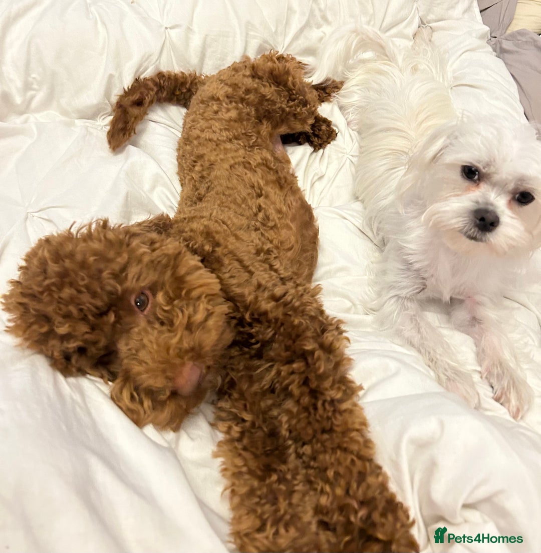 Maltipoo dogs for sale: Beautiful Maltipoo puppies for sale - Image 14