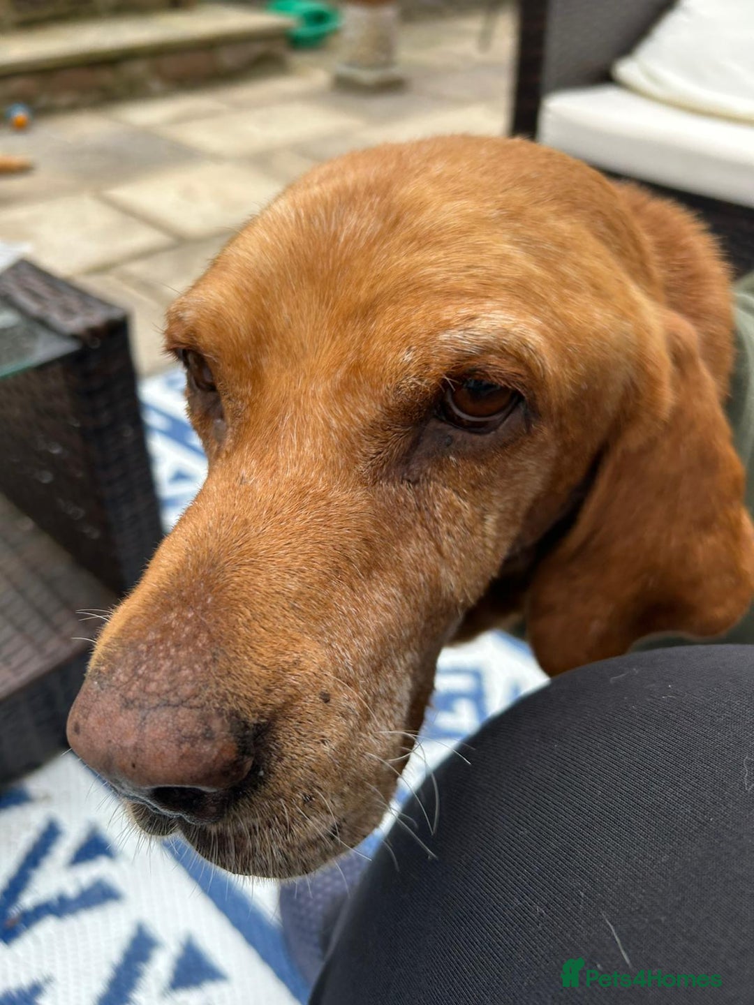 Mixed Breed dogs for adoption: Makis , a loving Cypriot boy  - Image 4