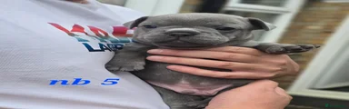 French Bulldog 5