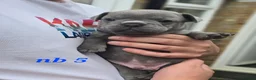 French Bulldog dogs for sale: 💙🐶French Bulldog Puppies💙🐶 - Advert 5
