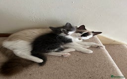 Ragdoll cats for sale: Two Male grey and white Rag-dolls  - Image 3