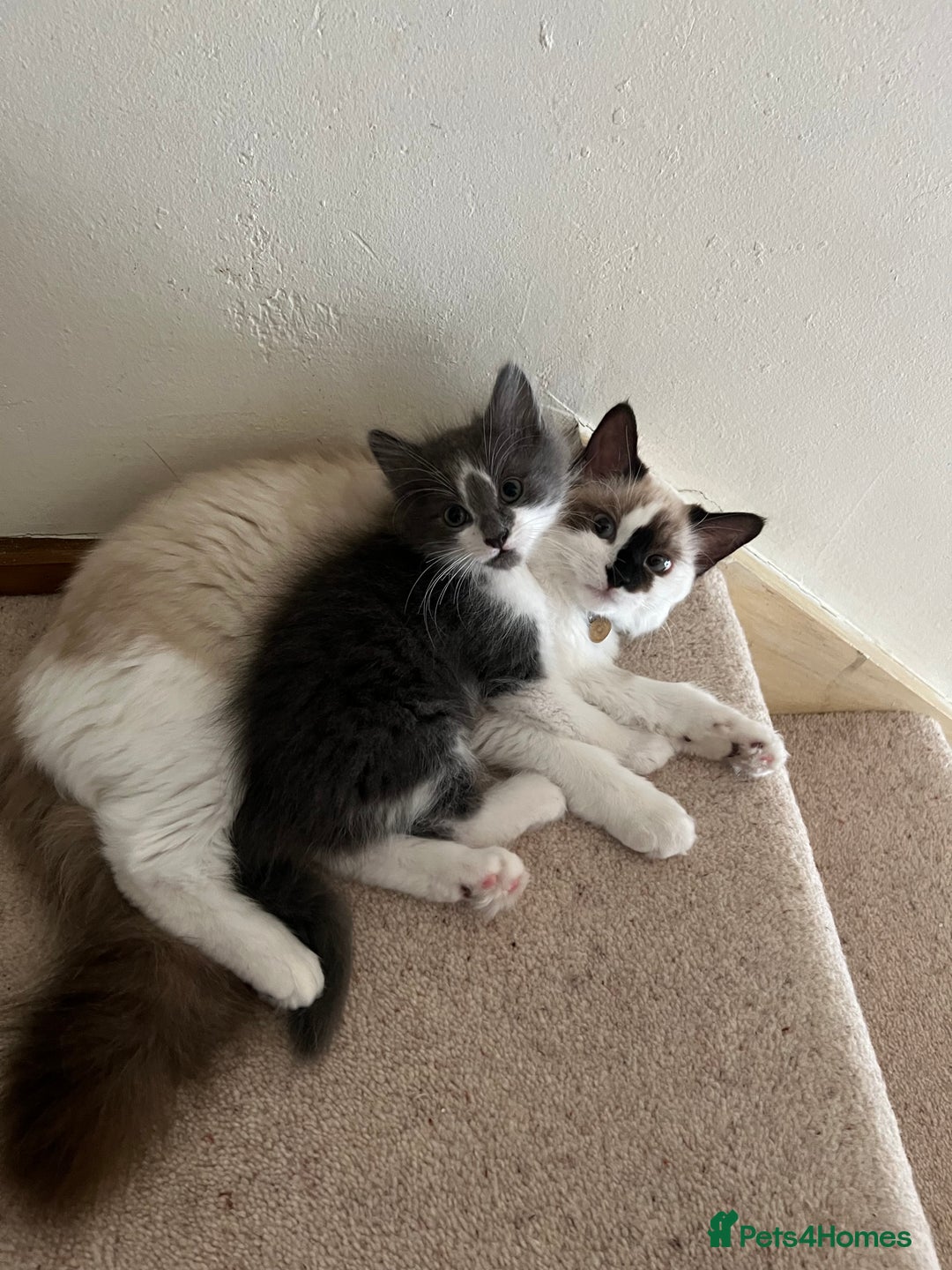 Ragdoll cats for sale: Two Male grey and white Rag-dolls  - Image 3