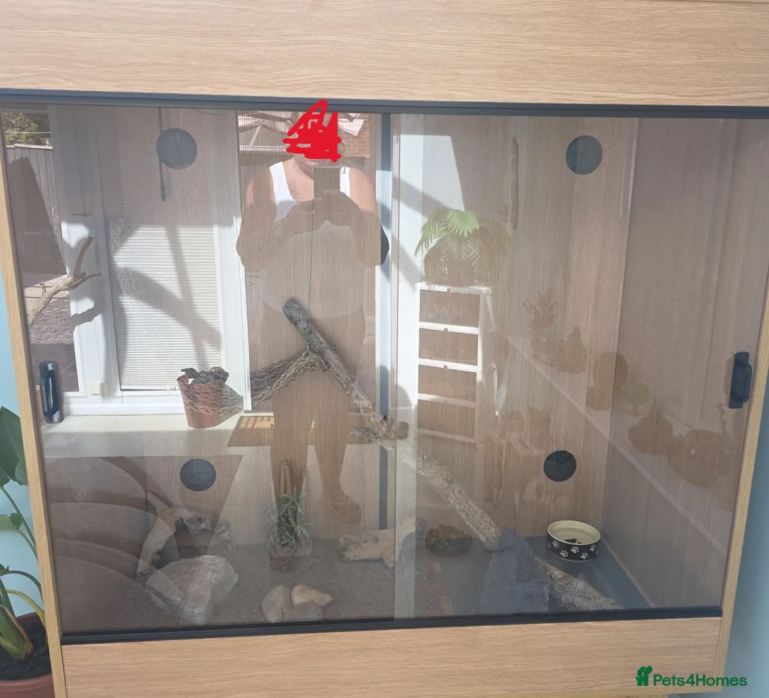 Bearded Dragon reptiles for sale: Tango in Lincoln - Advert 9