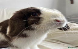Mini Lop rabbits for sale: 2 Mini Lop Bunnies for £100 - Image 9