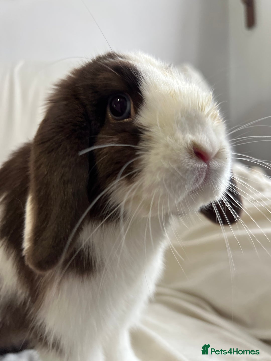 Mini Lop rabbits for sale: 2 Mini Lop Bunnies for £100 - Image 9