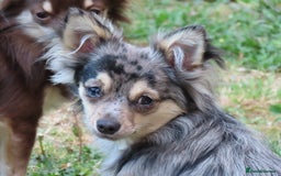 Chihuahua dogs for sale: Long coated Chihuahua adults rehome  - Image 2