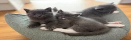 Mixed Breed cats for sale: British Shorthair x Ragdoll Kittens! 🐾 in London - Advert 5
