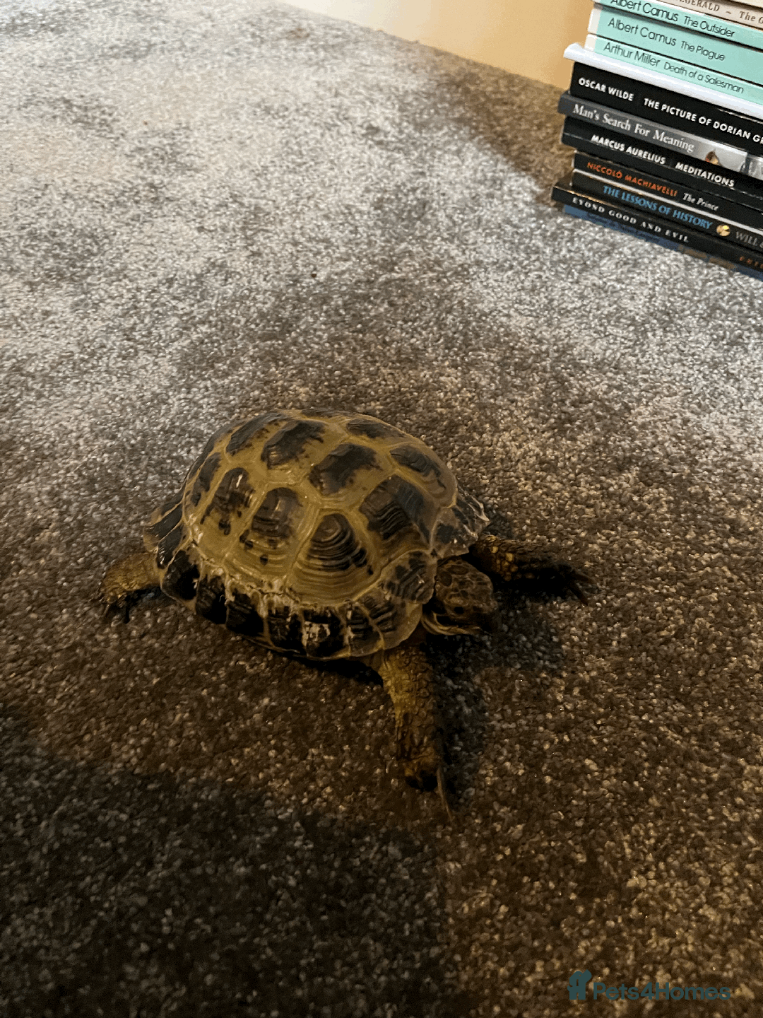 Tortoise reptiles for sale: Hermann Tortoise looking for a new home - Advert 2