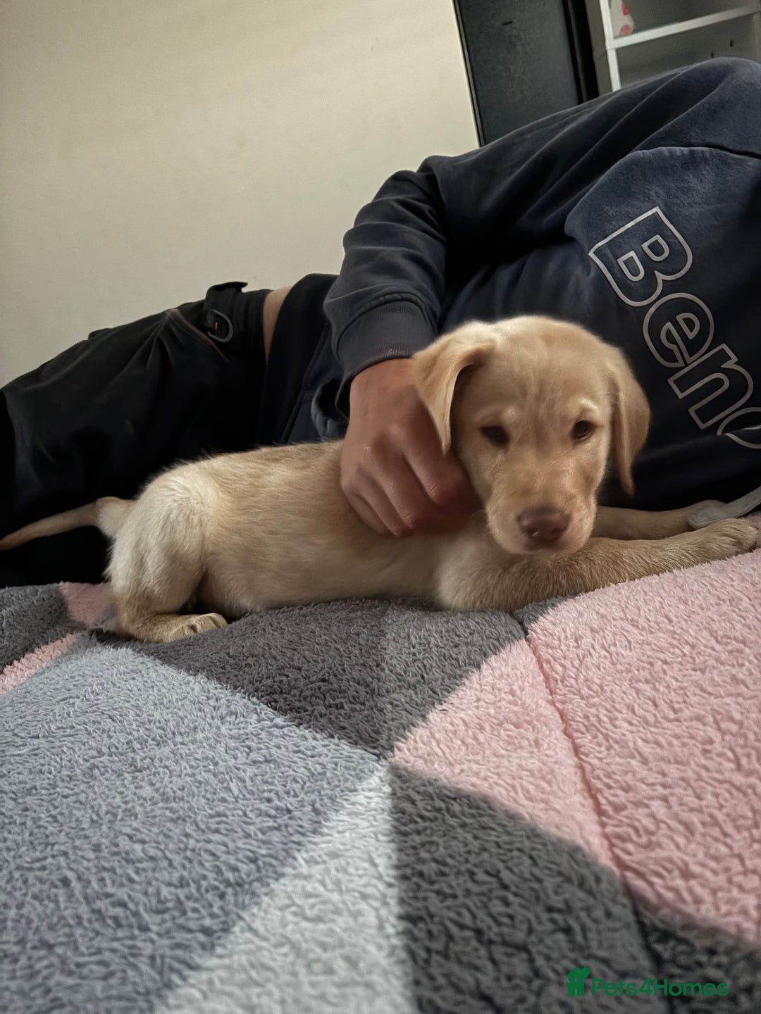 Goldador dogs for sale: Goldador 12 week old  - Image 2