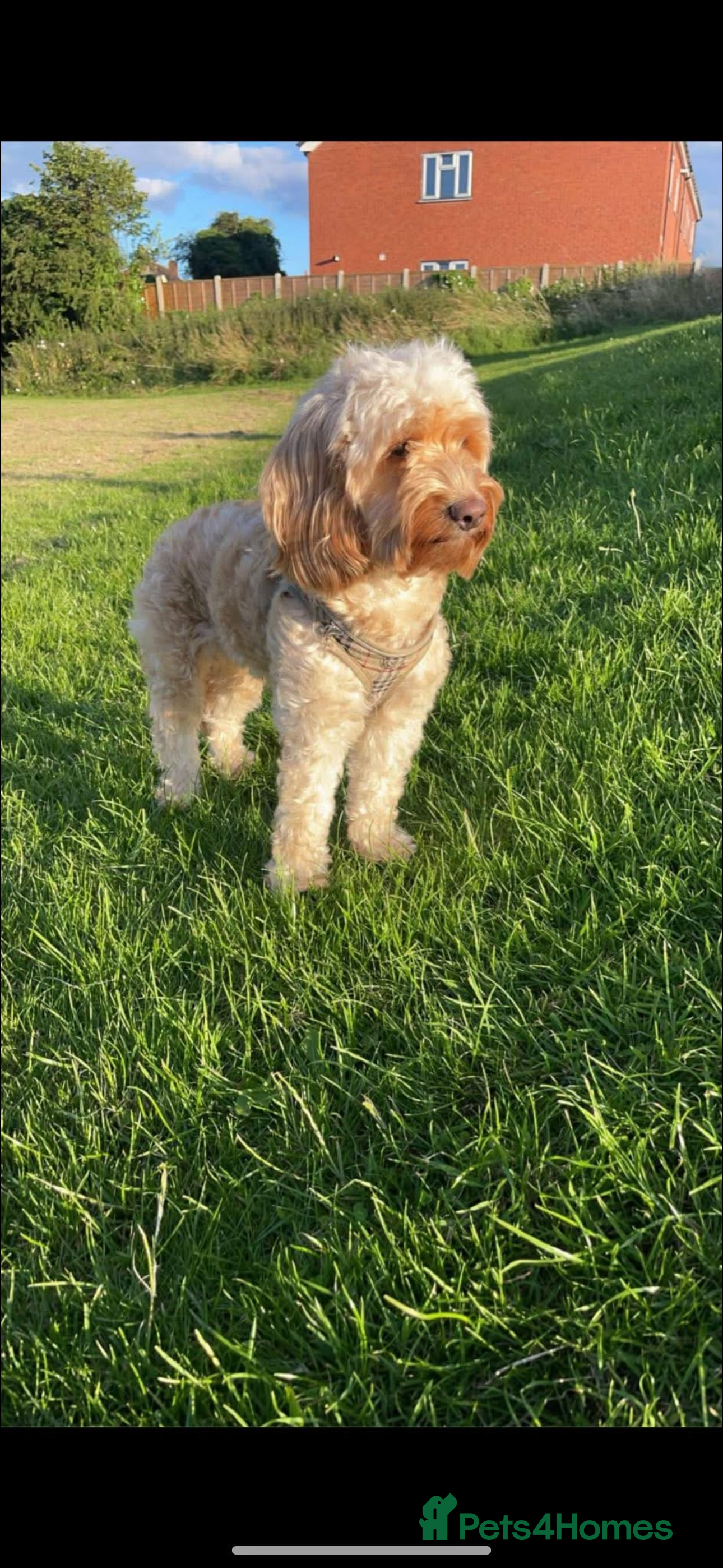 Cockapoo dogs 4 boy cockapoo puppies  - Advert 12