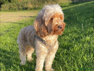 Cockapoo dogs 4 boy cockapoo puppies - Advert 16