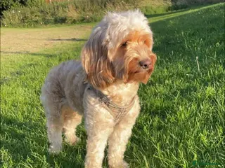 Cockapoo dogs 4 boy cockapoo puppies - Advert 17