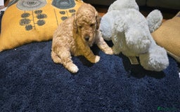 Cockapoo dogs for sale: Adorable cockapoo  - Image 6