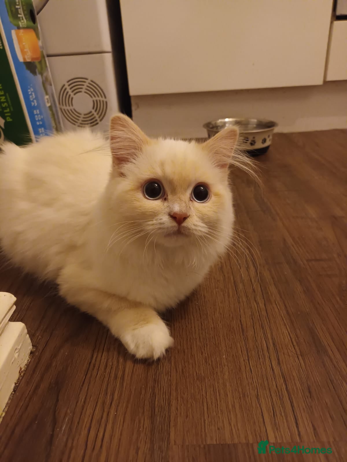 Ragdoll cats Beautiful Cream point Ragdoll 6months  - Advert 3