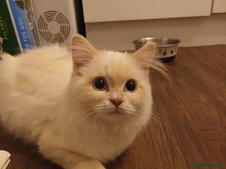 Ragdoll cats Beautiful Cream point Ragdoll 6months - Advert 12
