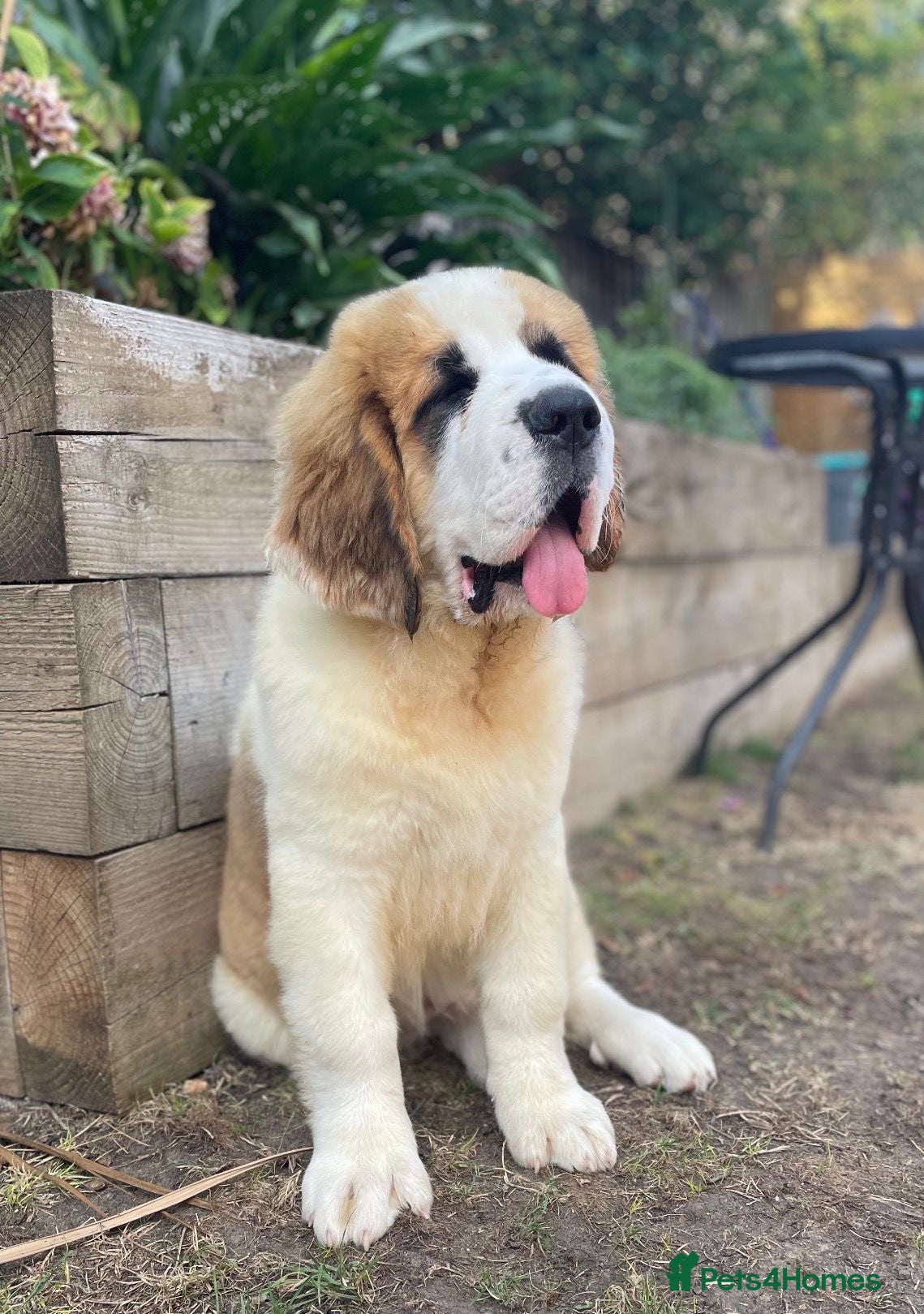Saint Bernard dogs Saint Bernard puppies  - Advert 17