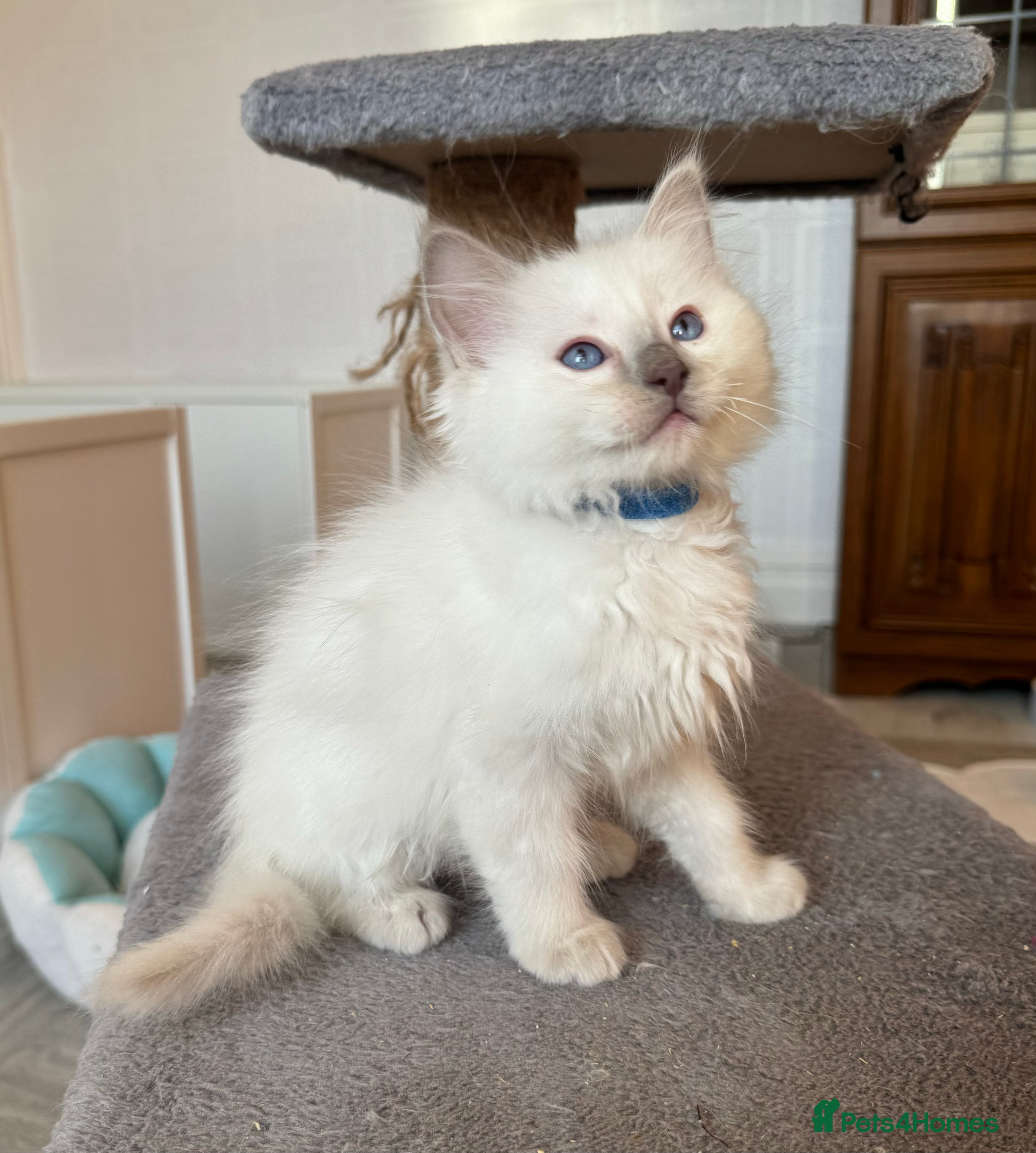 Ragdoll cats Pedigree Championship GCCF Ragdoll Kittens - Advert 11