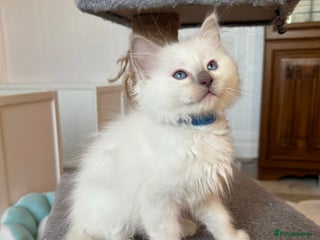 Ragdoll cats Pedigree Championship GCCF Ragdoll Kittens - Advert 11