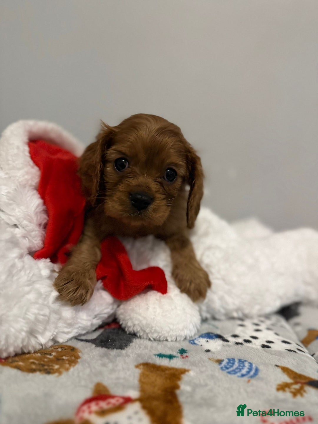 Cavalier King Charles Spaniel dogs for sale: Cavalier King Charles Spaniel Pups KC Reg - Advert 18