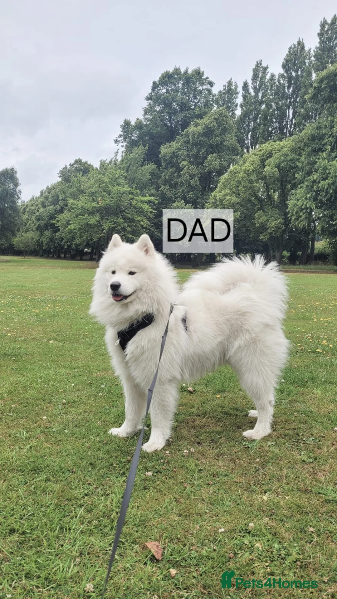 Samoyed dogs for sale: Samoyed Puppies, KC Registered & Health Screened in Barnsley - Advert 15