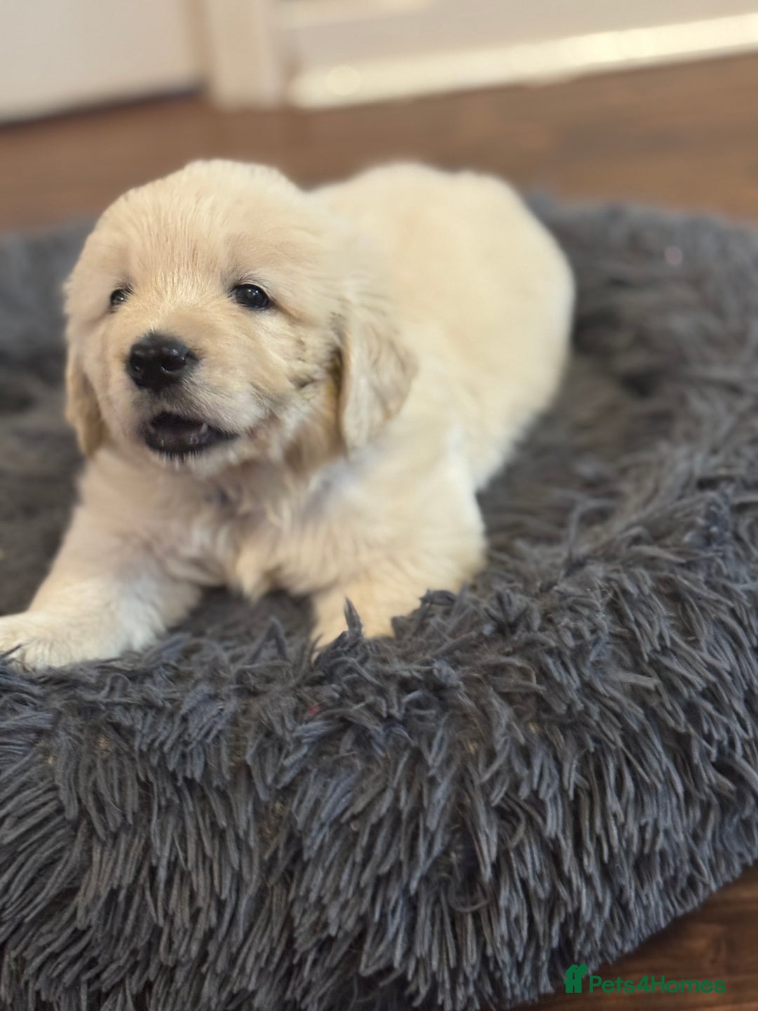 Golden Retriever dogs for sale: Beautiful Golden Retriever puppies KC - Advert 24
